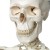 3B Scientific GmbH Skeleton Model - Stan A10