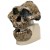 Anthropological Skull (KNM-ER 406, Omo L. 7a-125)