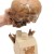Anthropological Skull (La Chapelle-aux-Saints)