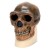 Anthropological Skull (Sinanthropus)