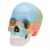 Beauchene Adult Human Skull Model (22-Part) (Coloured)