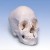 Beauchene Adult Human Skull Model (22-Part) (Coloured)