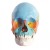 Beauchene Adult Human Skull Model (22-Part) (Coloured)