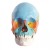 Beauchene Adult Human Skull Model (22-Part) (Coloured)