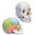 Beauchene Adult Human Skull Model (22-Part) (Coloured)