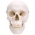 Classic Human Skull Model (3-Part)