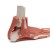 Erler Zimmer Anatomy Model Of the Muscles and Tendons of the Foot