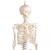 Erler-Zimmer Paul Miniature Skeleton with Flexible Spine Model