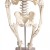 Erler-Zimmer Paul Miniature Skeleton with Flexible Spine Model