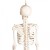 Erler-Zimmer Paul Miniature Skeleton with Flexible Spine Model