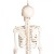 Erler-Zimmer Paul Miniature Skeleton with Flexible Spine Model