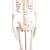 Erler-Zimmer Paul Miniature Skeleton with Flexible Spine Model
