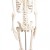 Erler-Zimmer Paul Miniature Skeleton with Flexible Spine Model