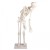 Erler-Zimmer Paul Miniature Skeleton with Flexible Spine Model