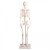 Erler-Zimmer Paul Miniature Skeleton with Flexible Spine Model
