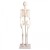 Erler-Zimmer Paul Miniature Skeleton with Flexible Spine Model