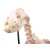 Erler-Zimmer Life-Size Dog Skeleton Model