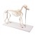 Erler-Zimmer Life-Size Dog Skeleton Model