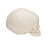 Fetal Skull Model
