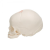 Fetal Skull Model