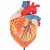 Giant Heart Model (4-Part)