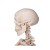 Stan the 3B Scientific Classic Skeleton A10 on Hanging Roller