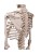 Stan the 3B Scientific Classic Skeleton A10 on Hanging Roller