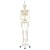 Stan the 3B Scientific Classic Skeleton A10 on Hanging Roller