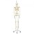 Stan the 3B Scientific Classic Skeleton A10 on Hanging Roller