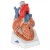 Heart Model (7-Part)
