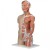 Life-Size Dual Sex Torso with Muscle Arm (33-Part)