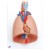 Lung Model with Larynx (7-Part)