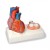 Magnetic Heart Model, Life-Size (5-Part)