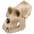 Male Gorilla Skull Model (Gorilla Gorilla)