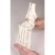 Erler-Zimmer Flexible Foot Skeleton Model With Ankle