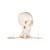 Erler-Zimmer Miniature Anatomical Skeleton Model Tom