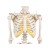 Erler-Zimmer Miniature Anatomical Skeleton Model Tom