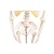 Erler-Zimmer Miniature Anatomical Skeleton Model Tom