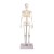 Erler-Zimmer Miniature Anatomical Skeleton Model Tom