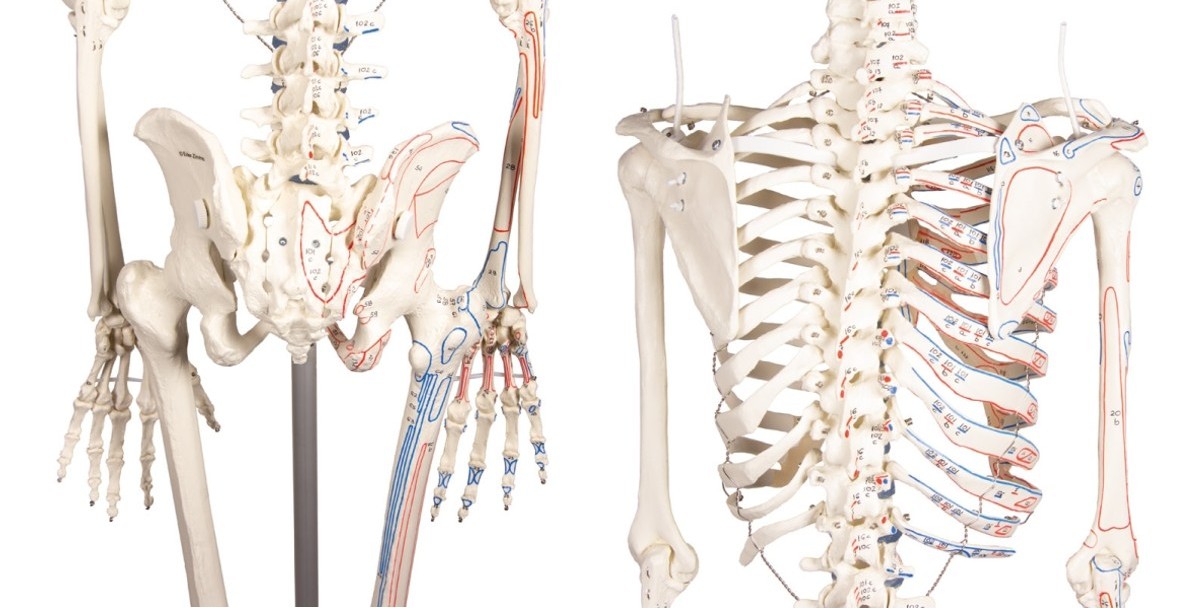 Anatomy skeleton hip joints and shoulder joints
