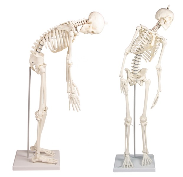 Miniature skeleton with flexible spine