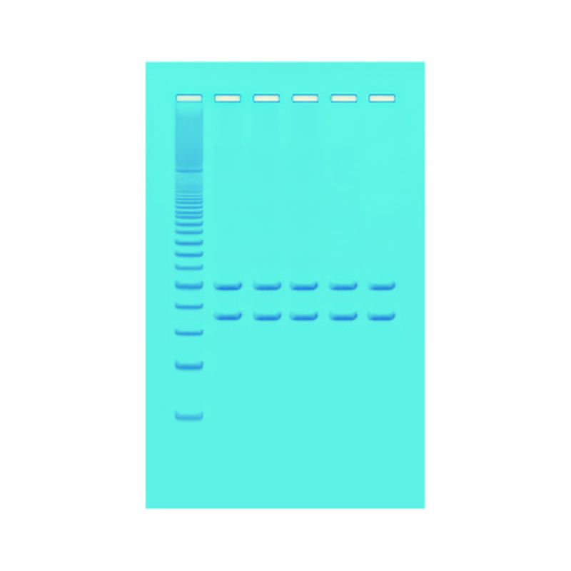 DNA & PCR