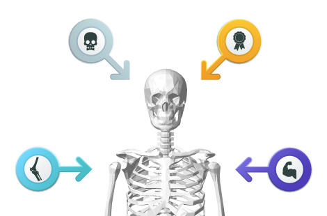 3B scientific skeleton features and comparison guide