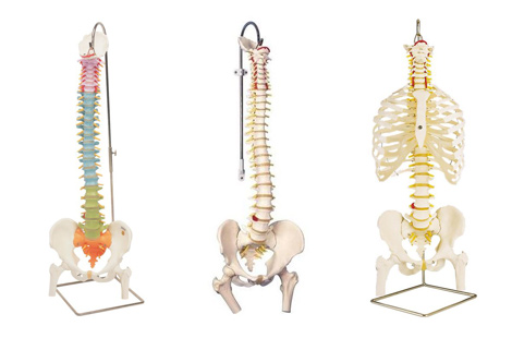3B scientific spine features and comparison guide