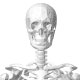 3B Scientific Skeleton Features and Comparison Guide