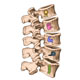 3B Scientific Spine Features and Comparison Guide