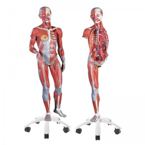 3/4 Life-Size Dual Sex Muscle Model (45-Part)