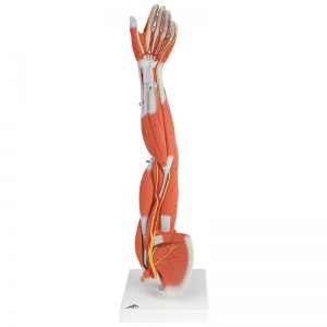 3/4 Life-Size Muscle Arm Model (6-Part)