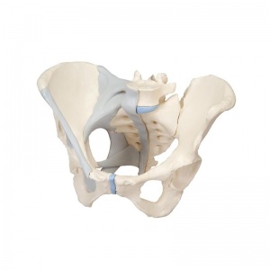 3-Part Female Pelvis Model with Ligaments