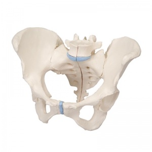 3-Part Pelvis Model